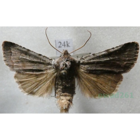 Conistra ligula (Esper, 1791) Porożnica Czech24k